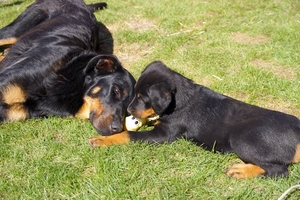 Arnie with his mum - 7th week