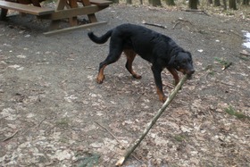 Alf took wooden branch to play with