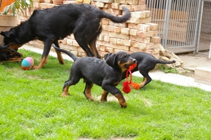 9th week. Alf carries a toy.