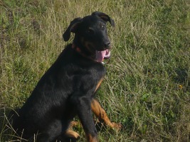 Arnulf 8,5 months old