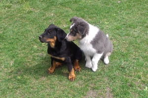 Arnie in his new home with his new friend.